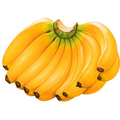 Saging Lakatan | 1000g-1200g