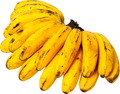 Saging Latundan | 1000g-1200g