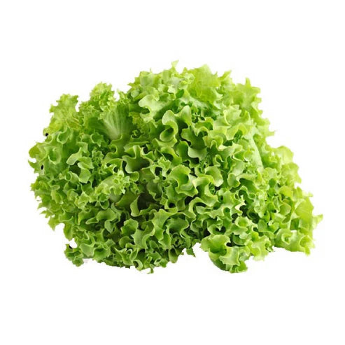 Lettuce Green | 250g