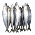 Galunggong