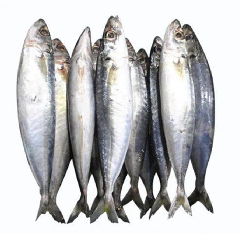 Galunggong