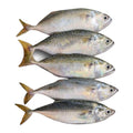 Hasa-Hasa| 1kg