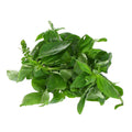 Basil | 40g-50g