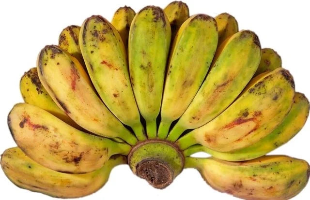 Saging Saba | 1000g-1500g