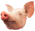 Pork Head | ~5kg