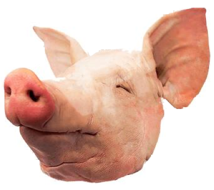 Pork Head | 5Kg