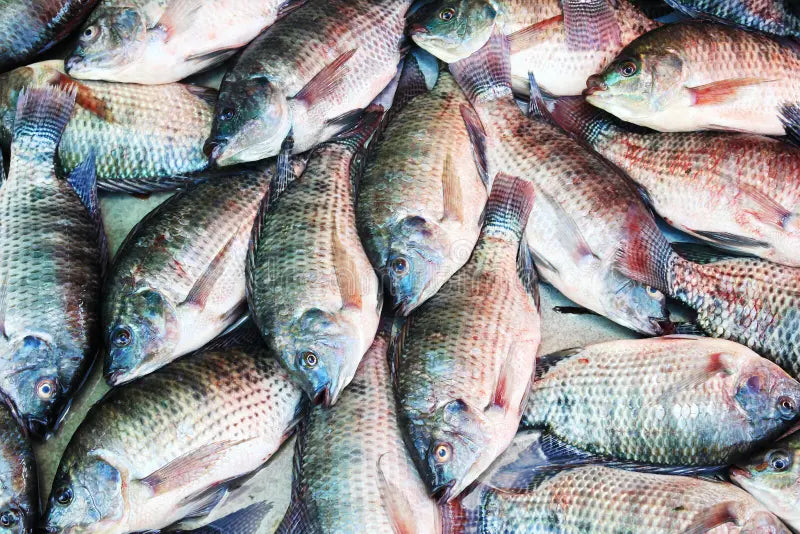 Tilapia Large | 500g