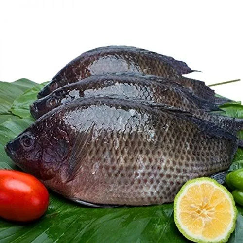 Tilapia Large | 500g